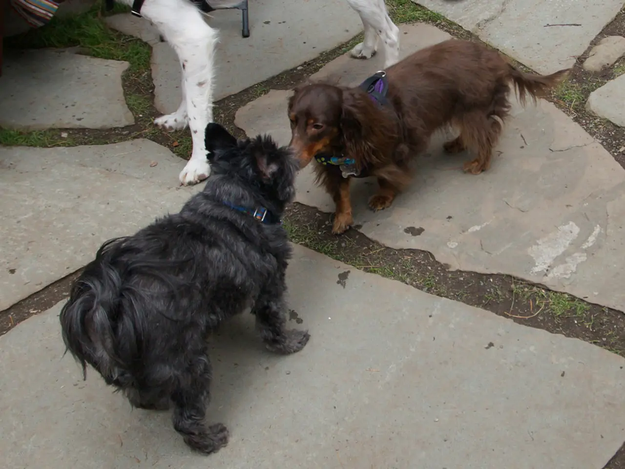 Safety precautions for canines during the summer heat