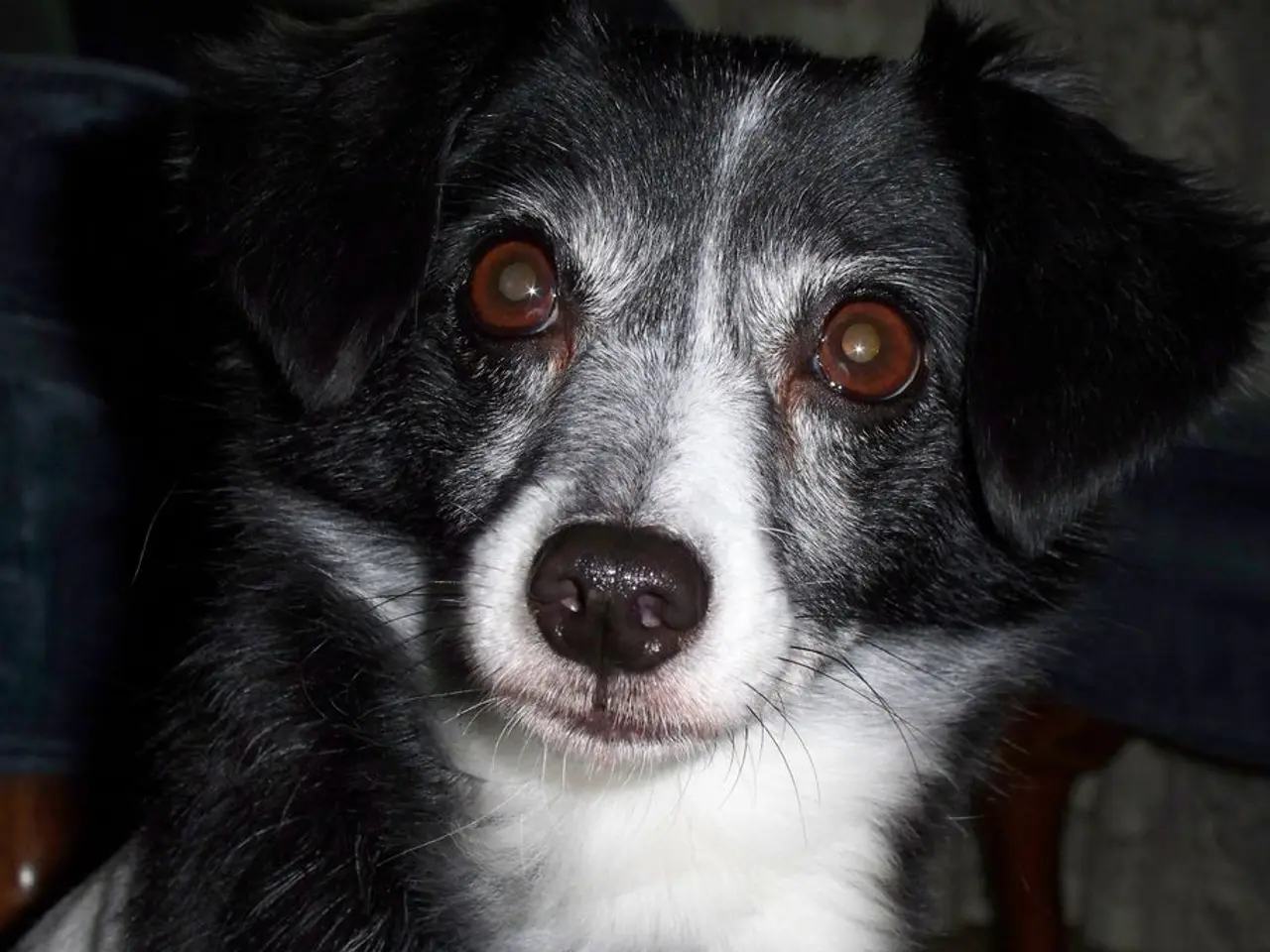 Canine brain scans on 13 pets demonstrate their comprehension of human words and the emotional tone...