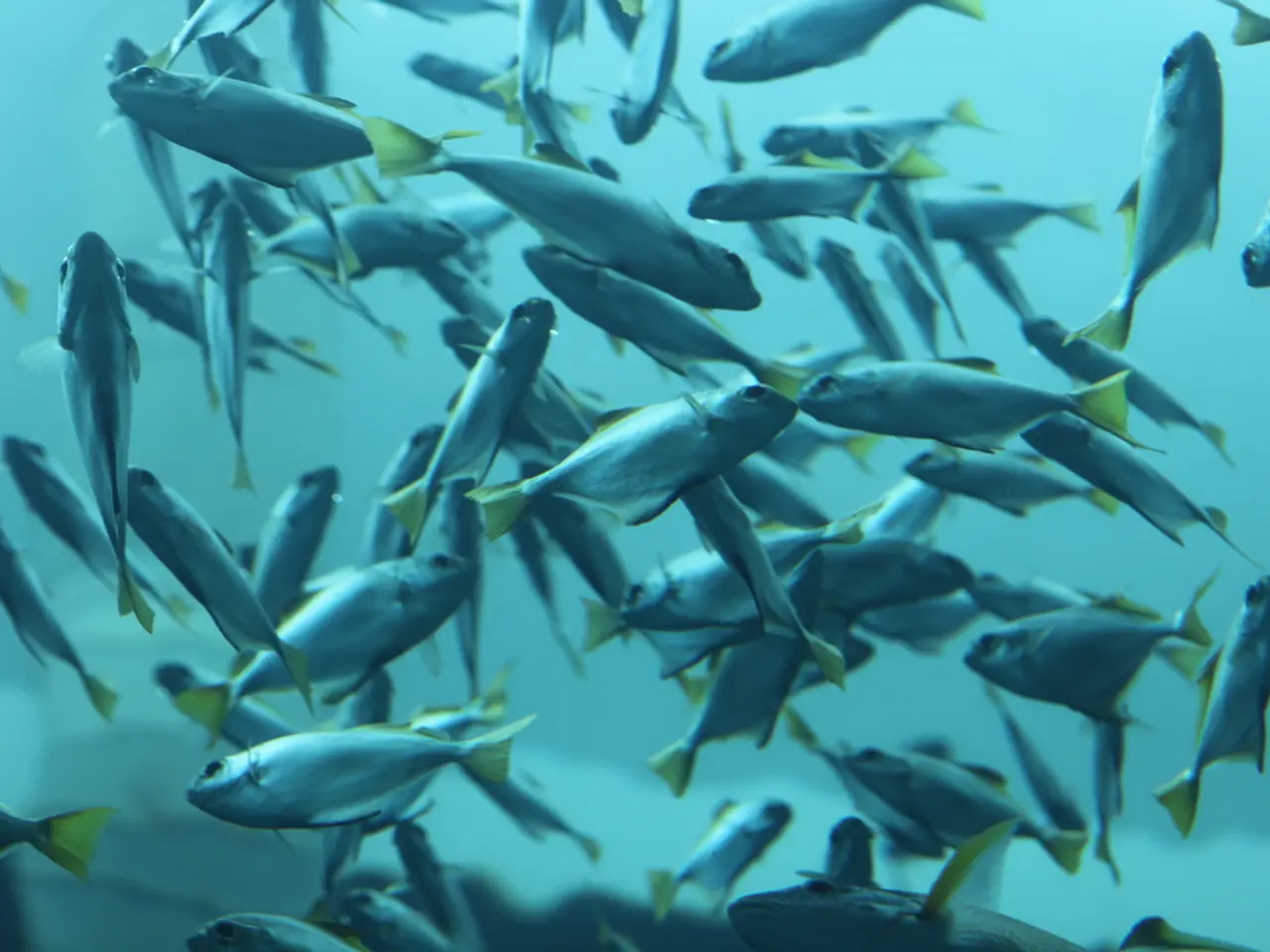 Impact of Drug Contamination on Salmon Migratory Patterns in the Natural Habitat