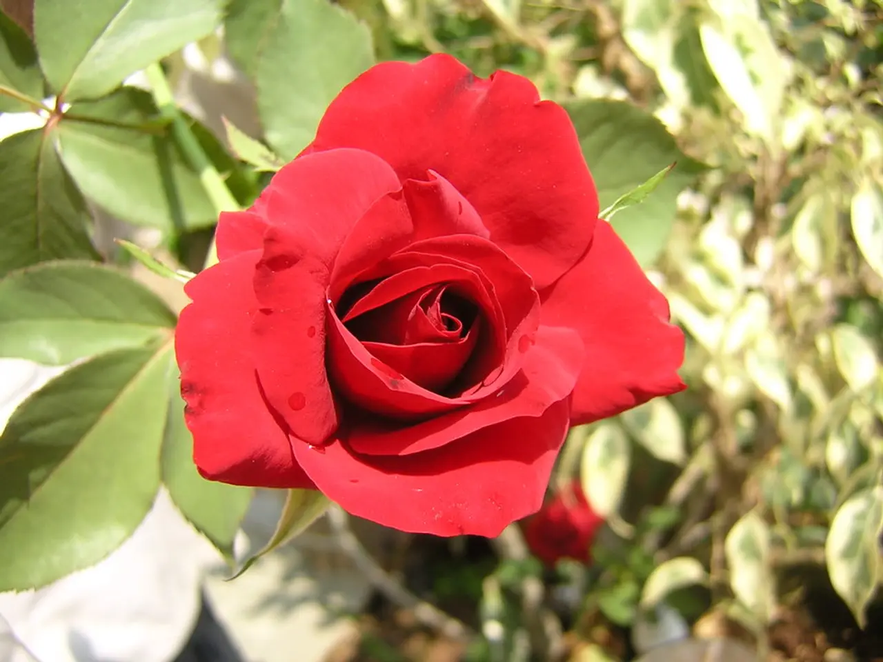 Maintaining Skin Capillary Appearance through Rose Petal Advantages