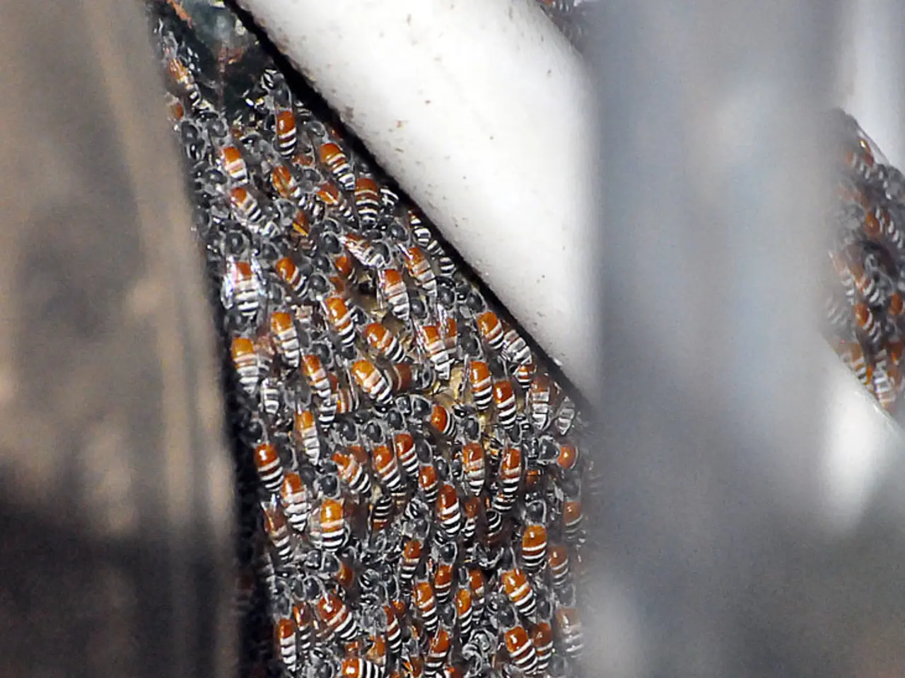 Wasp Sting Relief: Effective Remedies for the Sting's Discomfort