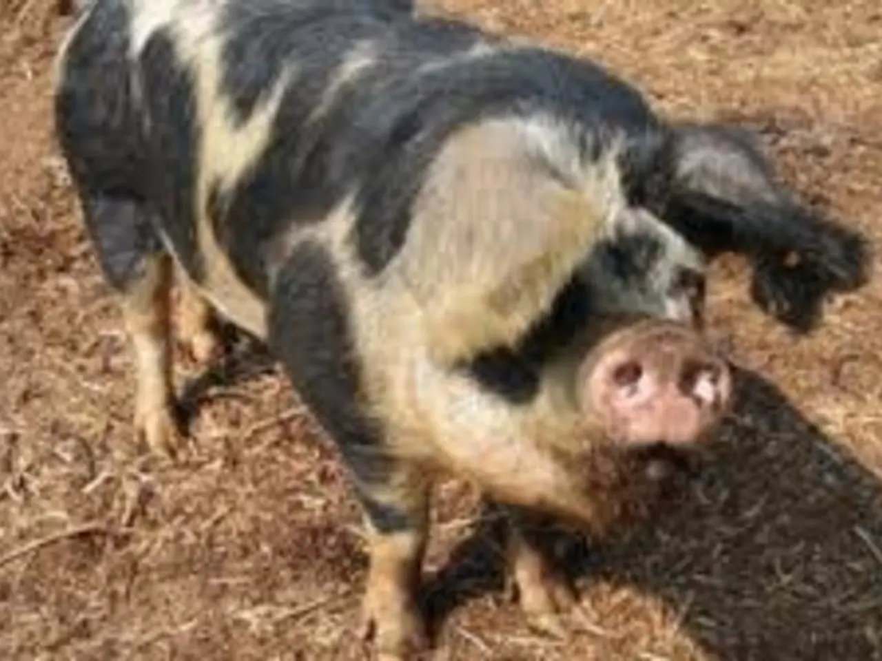 Archaeological discovery uncovers earliest indications of domesticated livestock from times long...