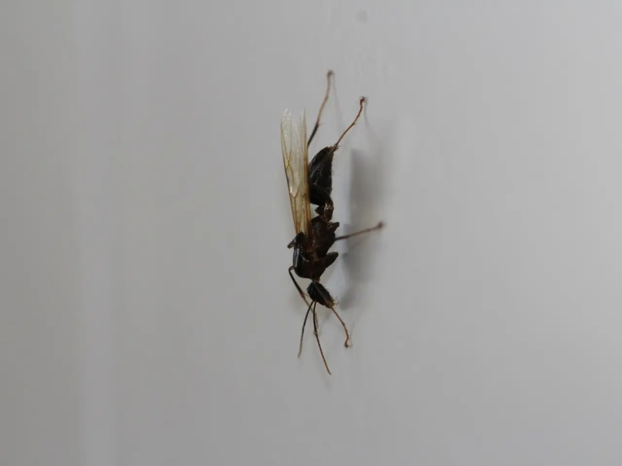 Spread of severest extremism escalating in Lower Saxony