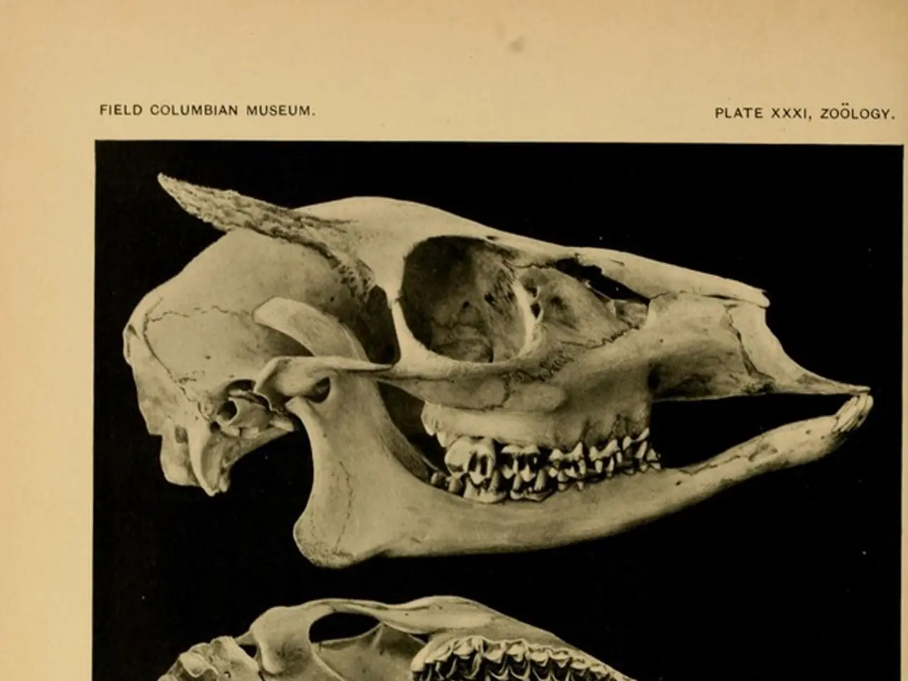 Function of Hippocampus in Memory Consolidation and Recall