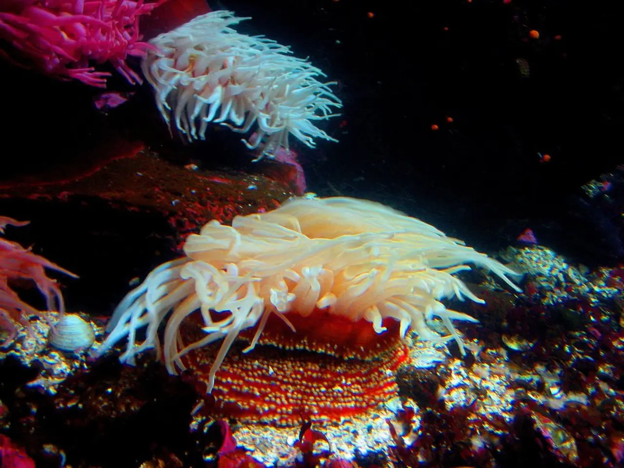 Historic Coral Bleaching Occurs Due to Climate Change in Great Barrier Reef