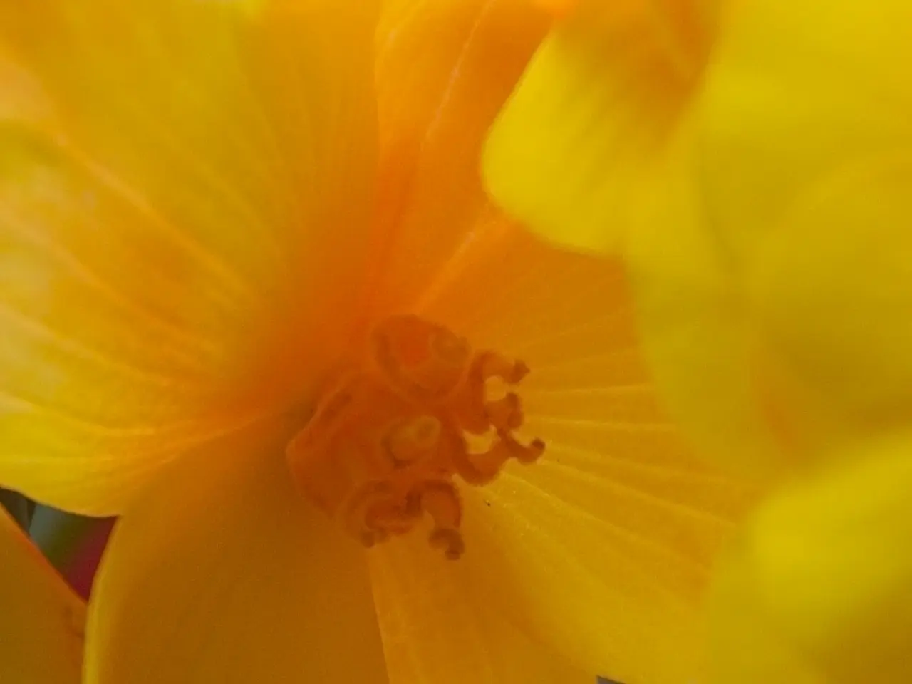 Heidelberg today experiences a surge in allergy triggers due to the prevalence of grasses and...