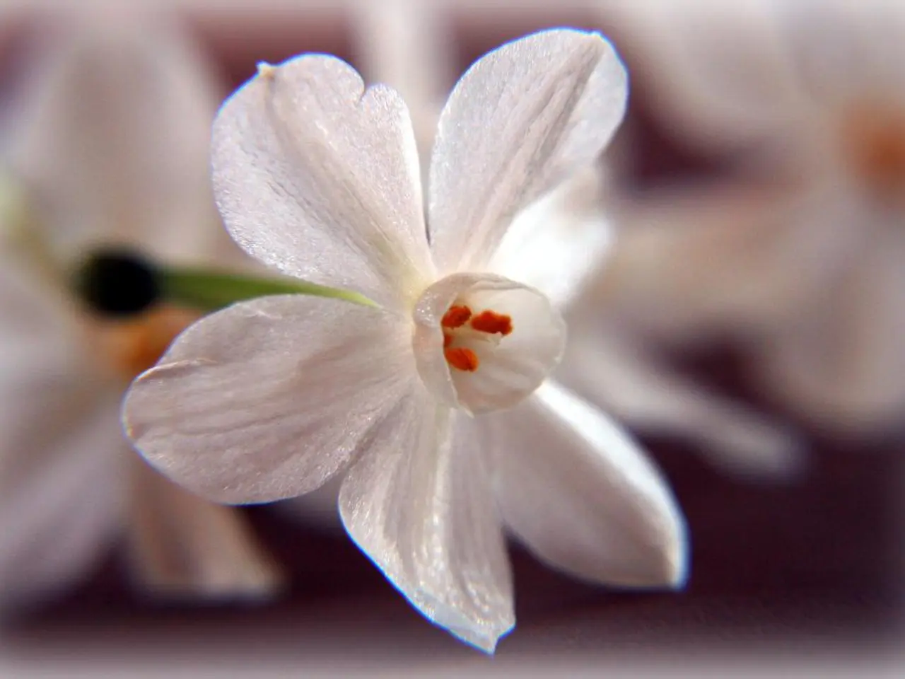 Allergy sufferers alert! Pollenflug Gütersloh provides the latest updates.