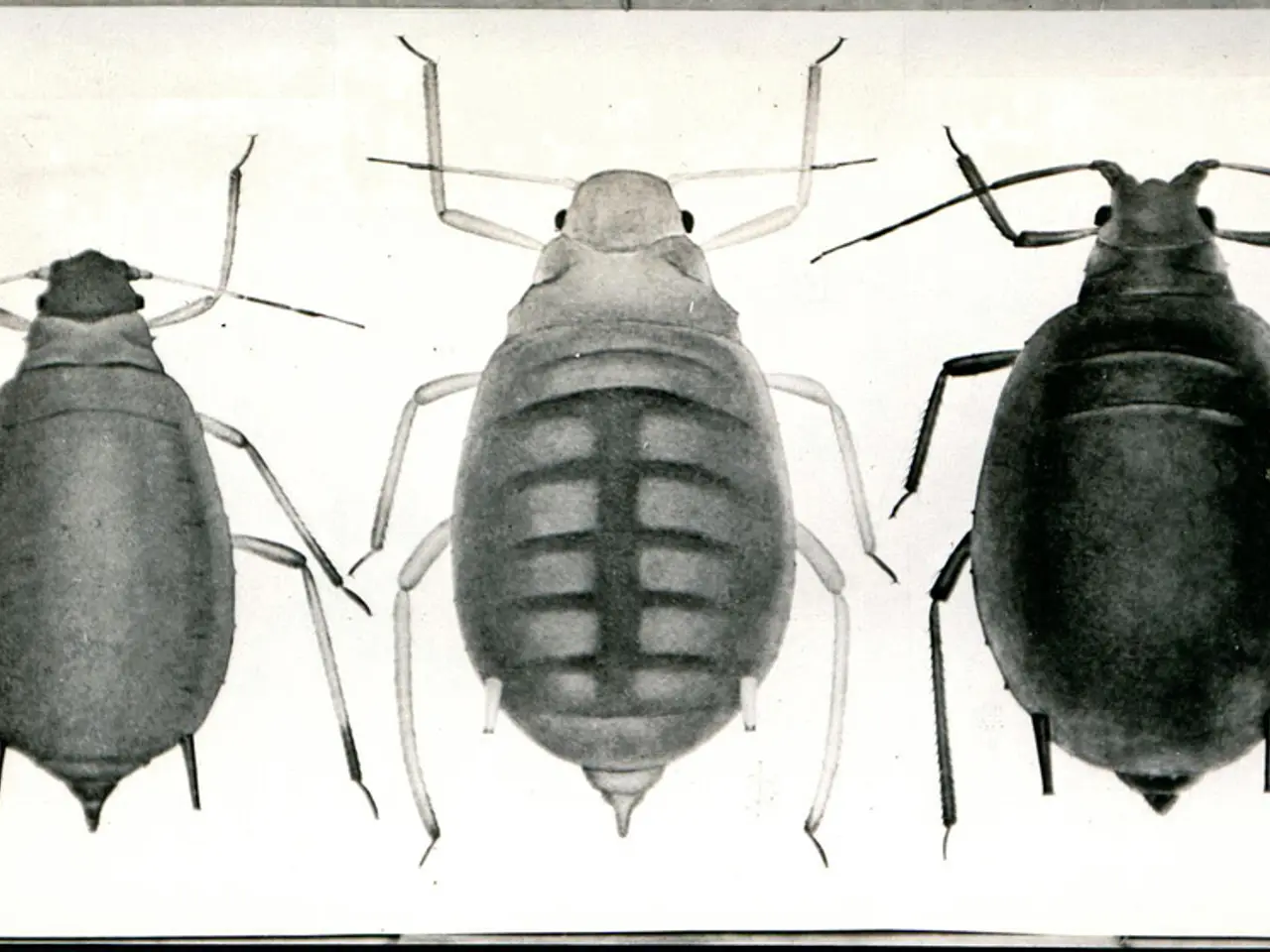 Kitchen Infestation of Roaches Across Life Stages Reported in Lancaster County Restaurant...