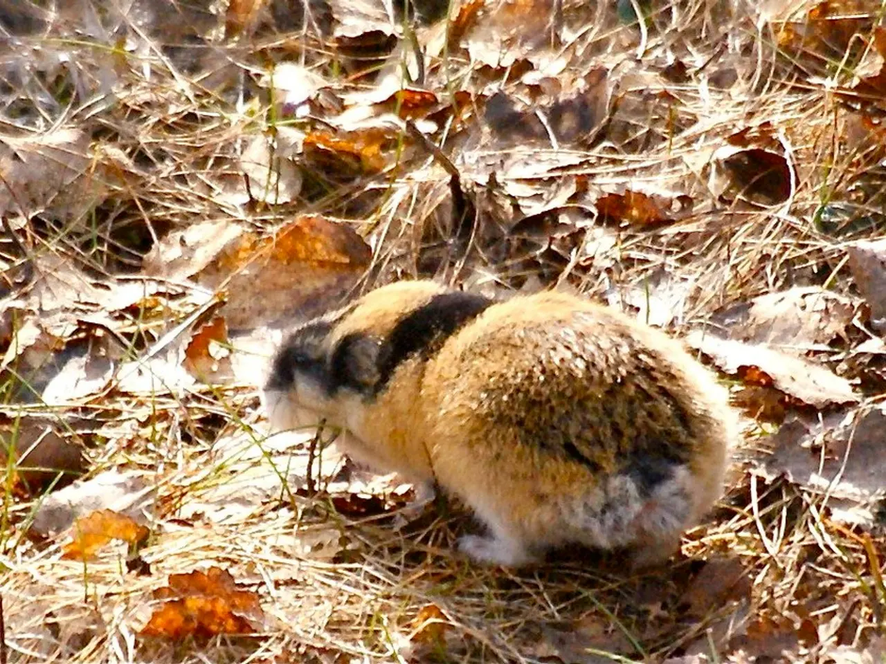 Unveiling a Raccoon's Impressive Sense of Smell: Discovering the Mysteries of Their Superior...
