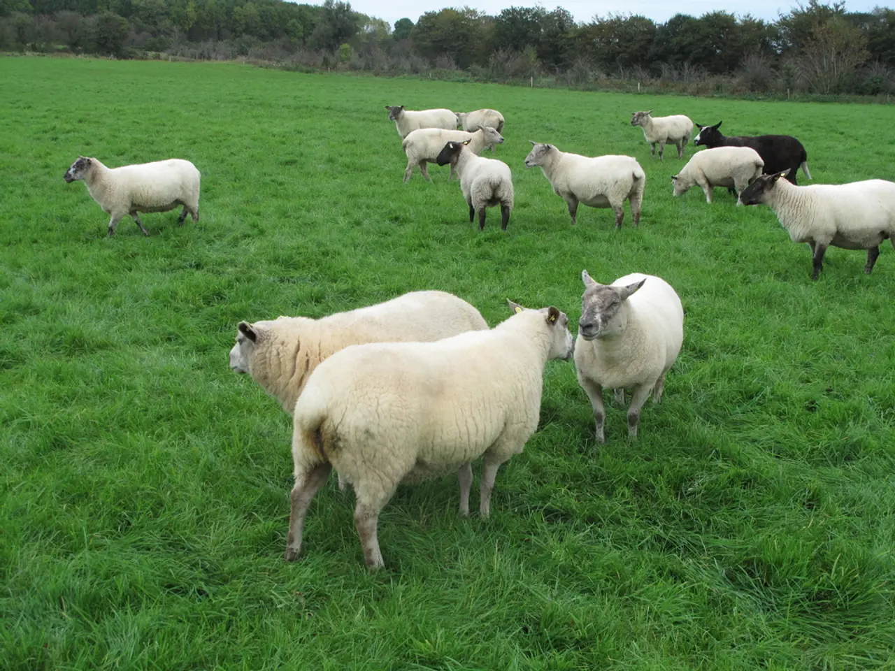 In this image there are sheeps on the grass. In the background there are trees, plants, grass and...