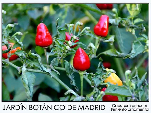 Boost Your Decision-Making Skills: Top-Rated Nootropics Revealed