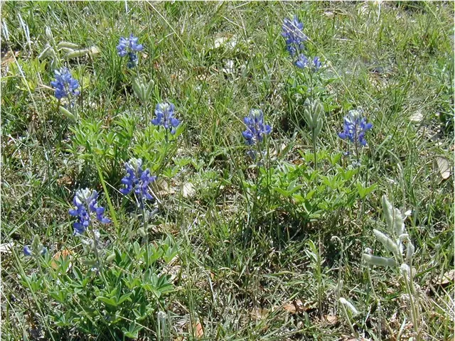 RHS Postpones Peat Ban Implementation at Flower Shows Due to Government's 'Legislative Void'