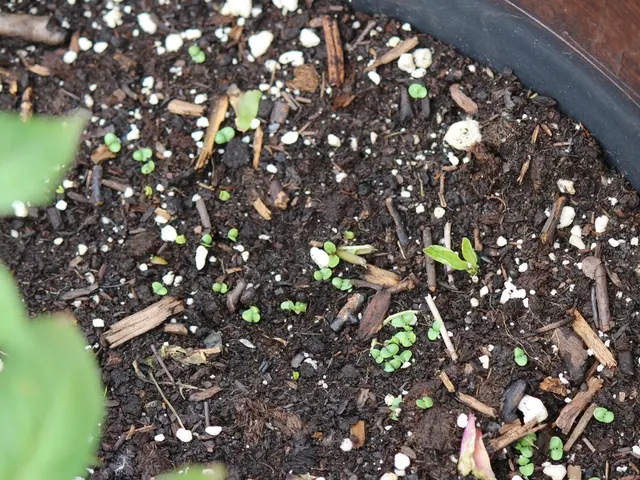 Unveiling the Mysteries of How Plants Absorb Essential Nutrients from Soil