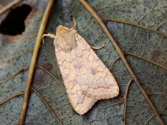 Outbreak of Chikungunya: Numerous Cases Identified in Urban France