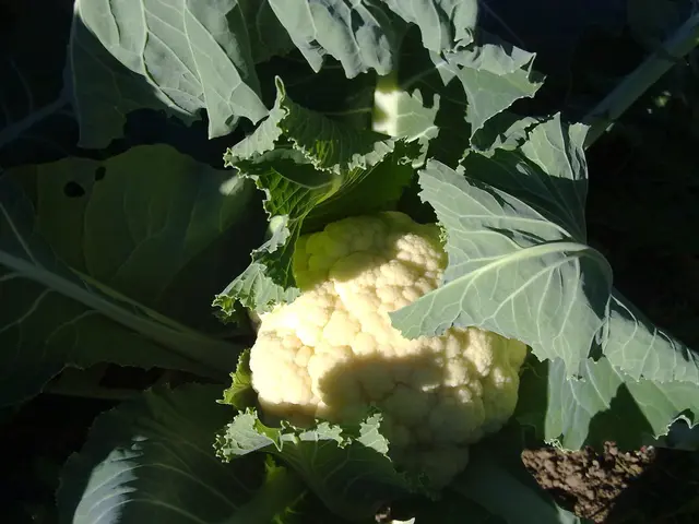 Cauliflower Rice: Nutritious and Flavorful Grain Substitute with Low Carb Content
