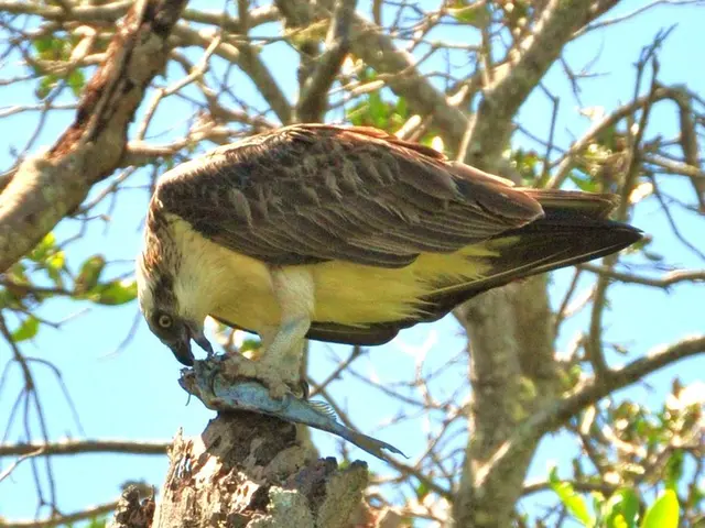 A Significant Portion of Global Scavengers Are Vanishing, Potentially Causing a Human Health...