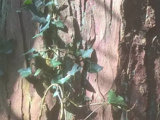 Brooke's mental state may be on the verge of collapsing on The Bold and the Beautiful.