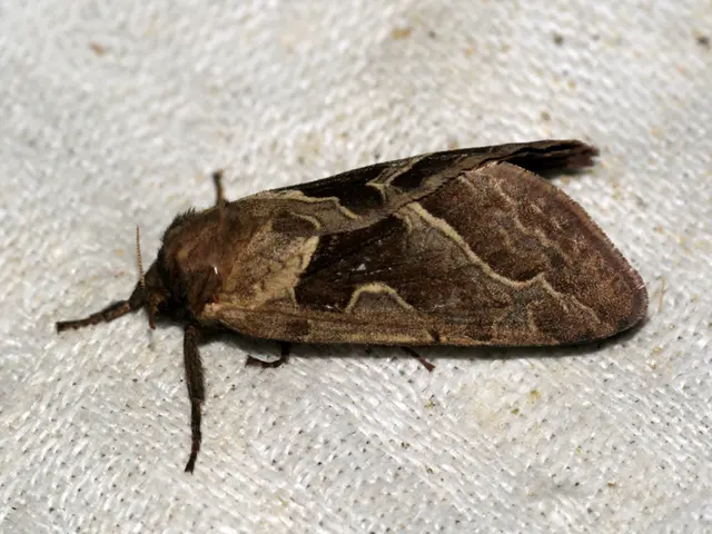 "Exploration of Granuloma Annulare: A Skin Condition"