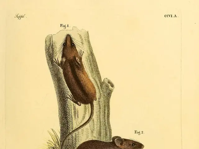 Brain PET Connectivity and Its Link to Metabolic Processes