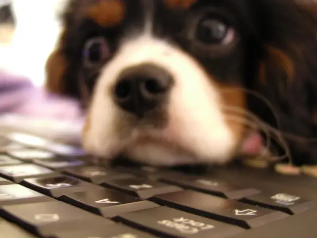 Canine Behavior Interpretation by Tech Startup: 'Dog, Understood' Deciphers Dog's Language for...