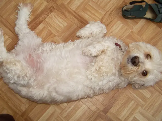 Unveiling Potential Risks of Diarrhea in Dogs