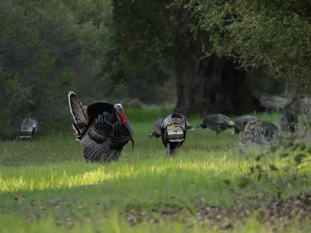 Turkey manufactures 4.5 million doses of the vaccine to combat the SAT-1 surge