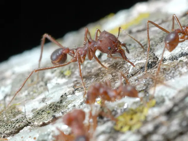 Ants' Dietary Choices: Uncovering the Subtle and Intelligent Feeding Habits of Ant Colonies