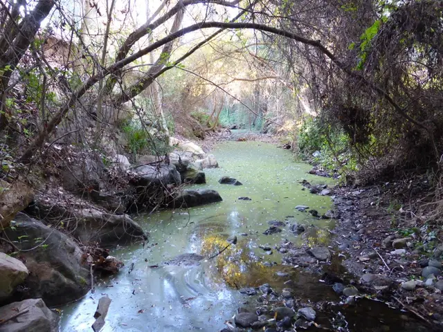 Algae bloom suspicion in two recreational lakes found in Cottbus