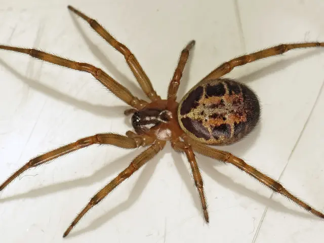 Spider Bite by Hobo Species: Identifying Symptoms, Seeking Treatment, and Understanding Progression