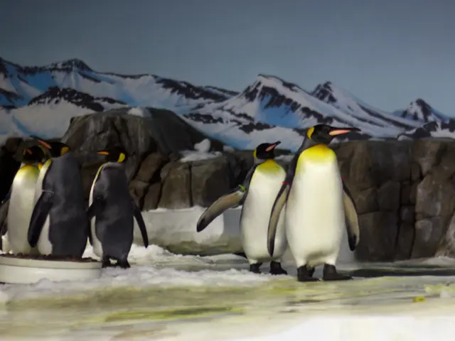 Climate Emergency Highlights: Focus on Rapid Melting of Arctic Ice Caps and Glaciers