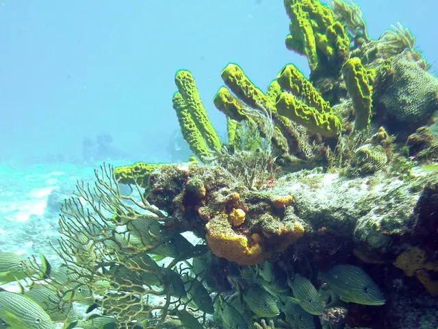 Unusual marine mollusk confirmed in unexpected location found