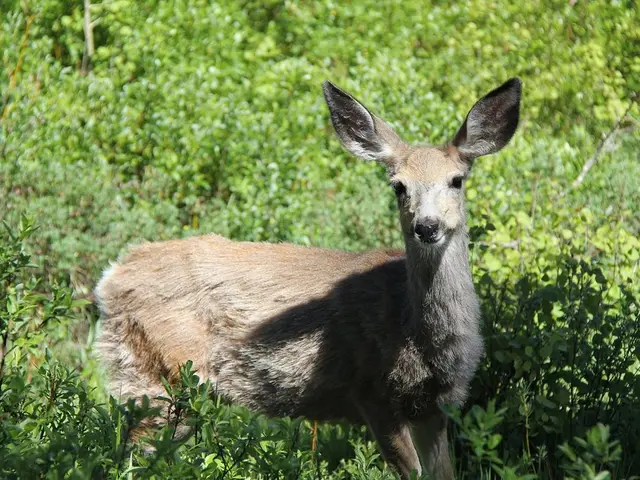 Unusual Event: 323 Deer Lost in Bizarre Lightning Strike, Offering Insights into Post-Life...