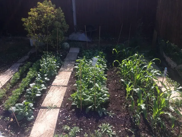 Fusing sperm and eggs, moss creates a cell that expands into a stalk crowned with a capsule....