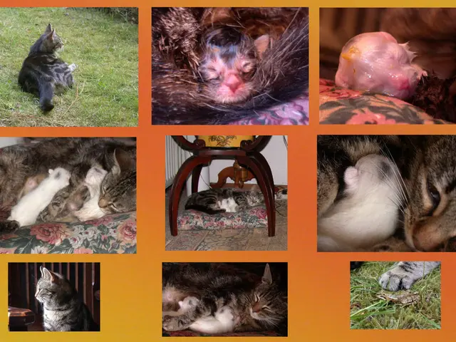 Peculiar Coordination: Unveiling the Schooling Patterns in Fish Populations