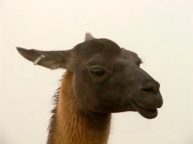 Aviation-related phenomenon: ear blocking during flights