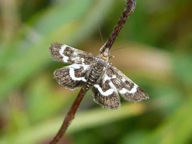 Medicare Part B and Part C: Comparing Features and Financial Implications