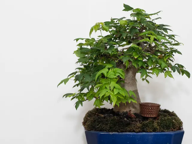 Bonsai Transplant Stress Reduction: Strategies for Minimizing Trauma and Fostering Healing