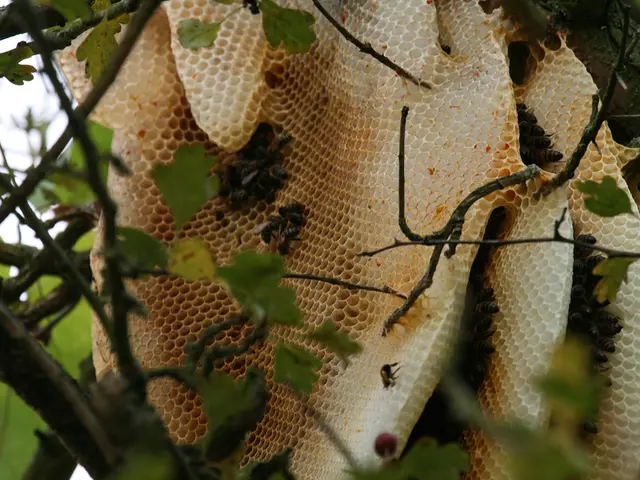 Earth's warming poses challenges for bees, with some adaptive strategies, but concerns persist over...