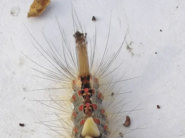 Seasonal Allergies in Winter: Understanding Triggers, Remedies, and Addition Information