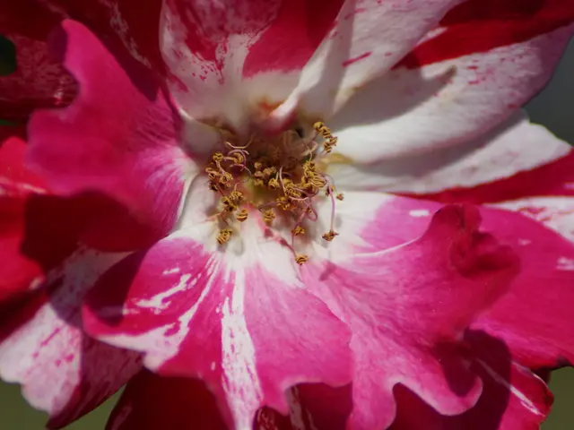 Rare Gemstone: Amethyst, Distinguished by Its Pink Hue