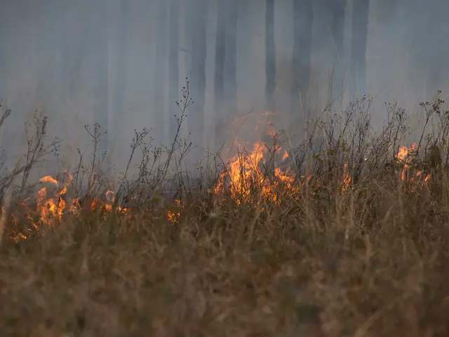 Worsening forest fires due to global warming affecting the world's forest ecosystems