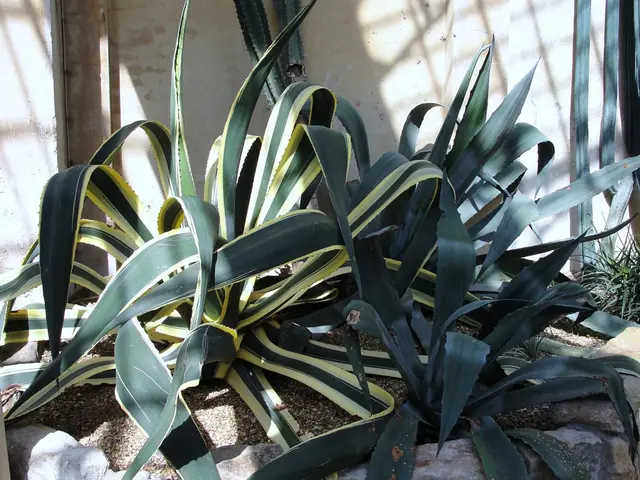 Summer's Star Fruit: Sweet Pineapple