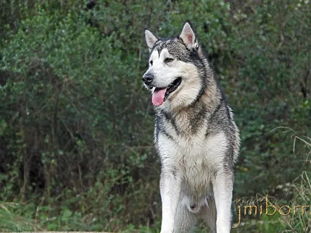 Exploring the Mystery: Deciphering the Secret Symbolism of the Wolf