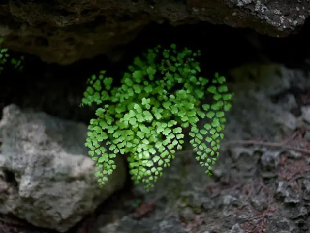 Thriving Microorganisms in Soil: A Natural Plant Nutrient Production Facility