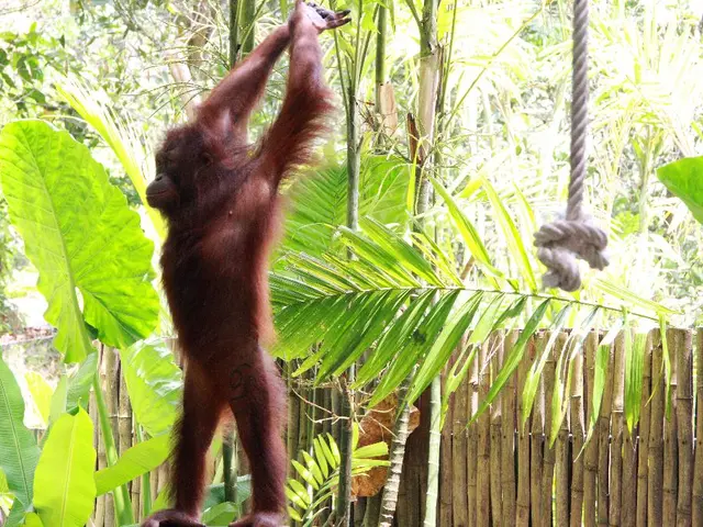 Orangutans Employing Indigenous Remedies for Healing Uncovered