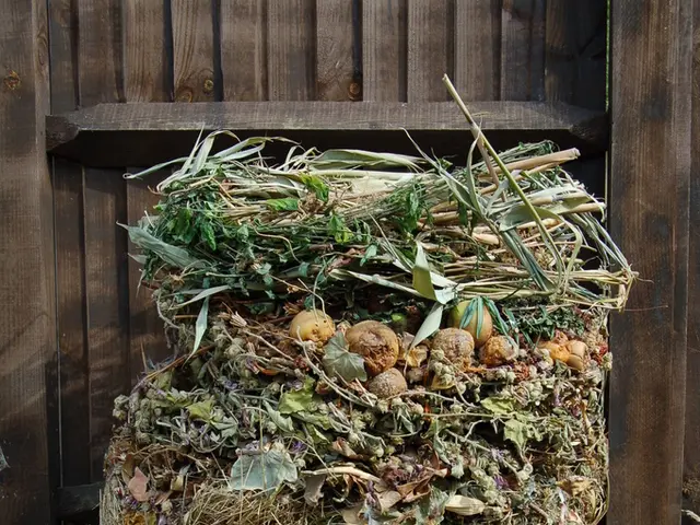 Amish Children Rarely Develop Allergies: Scientists Discover the Reason Behind This Phenomenon