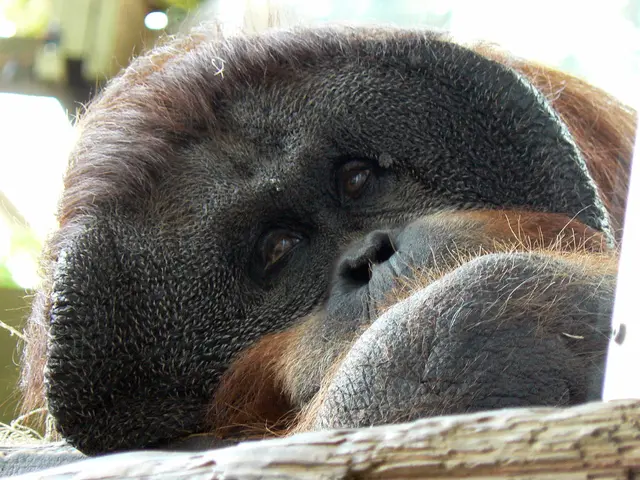 The Reason Behind Humans' Relative Weakness Compared to Other Simians