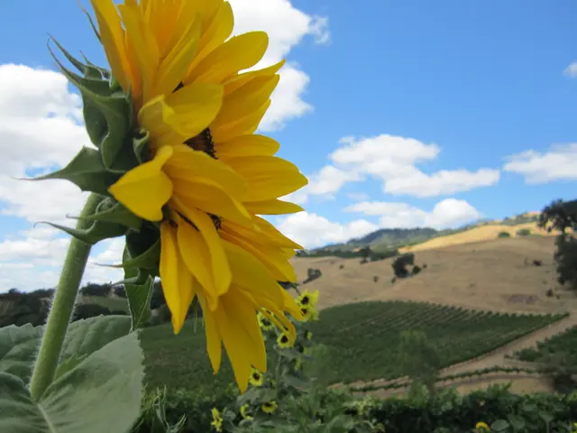 Forecast for Niño Prodigio's Weekly Horoscope: predictions for the zodiac signs from July 28 to...