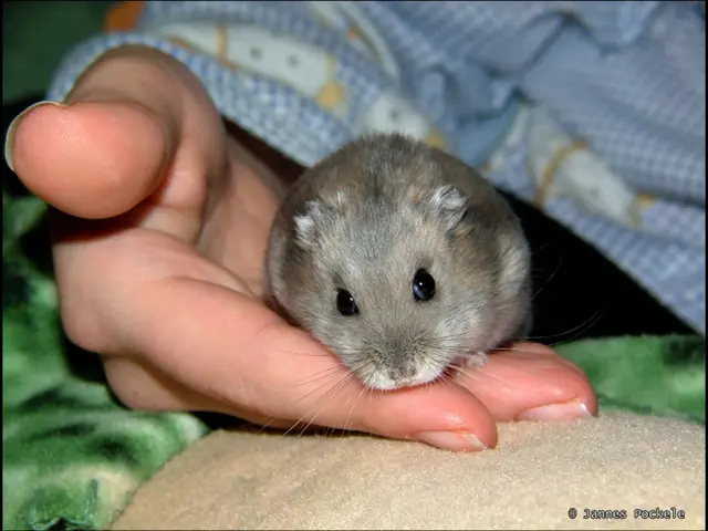 Witnessing the Shaping of Thoughts in a Mouse's Mind