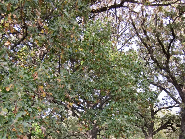 The Progressive Phases of Dementia Explained